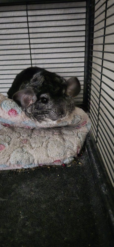 chinchilla and large cage