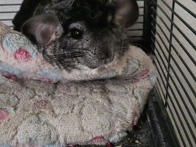 chinchilla and large cage