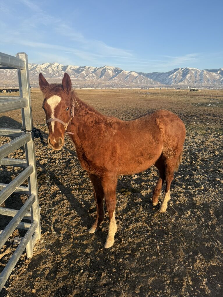 Well-Bred Filly with Huge Upside