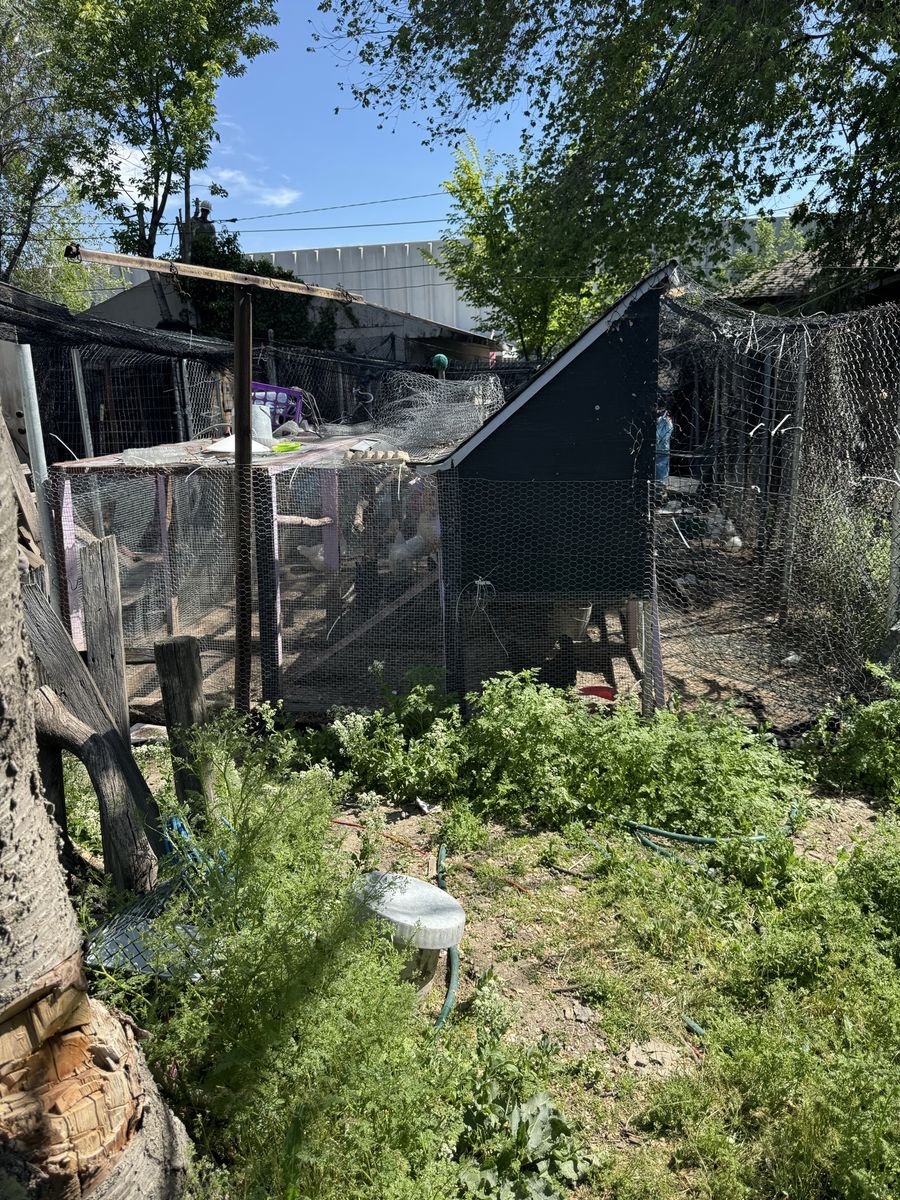 Chicken and chicken coop for sale