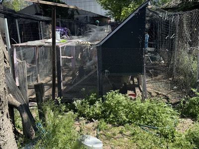 Chicken and chicken coop for sale