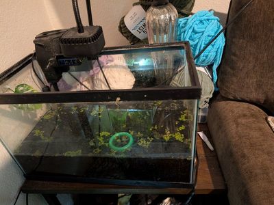 Glass Aquarium Fish Tank with Filter Setup and Light