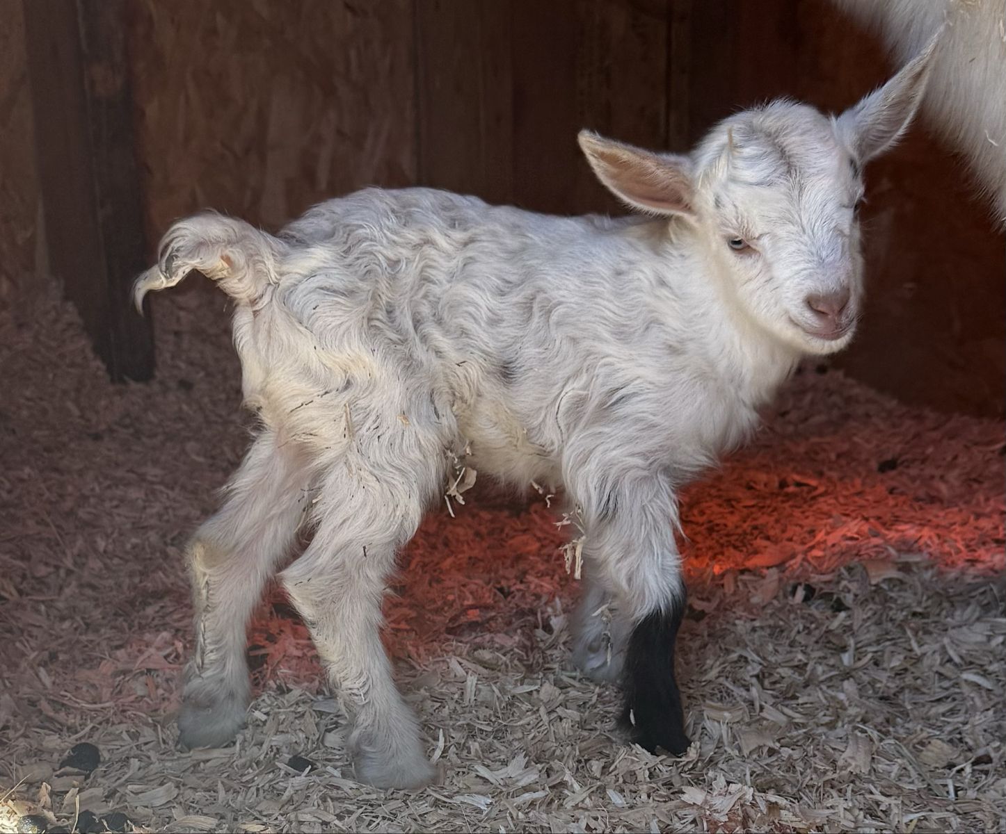 Nigerian Dwarf Buck