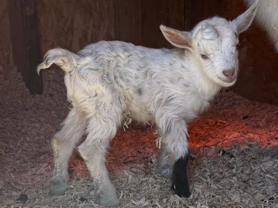 Nigerian Dwarf Buck