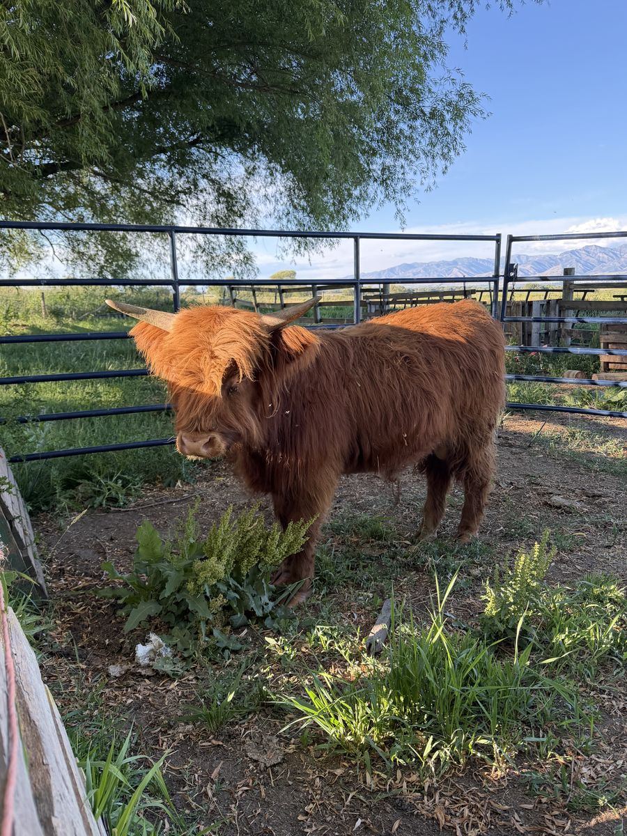 Yearly Scottish Highland  Bull