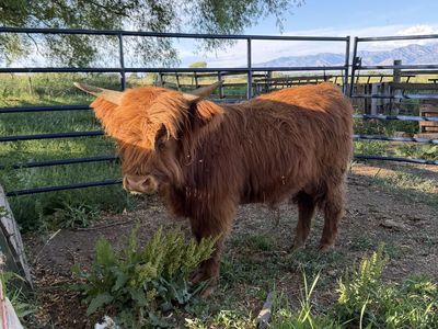 Yearly Scottish Highland Bull