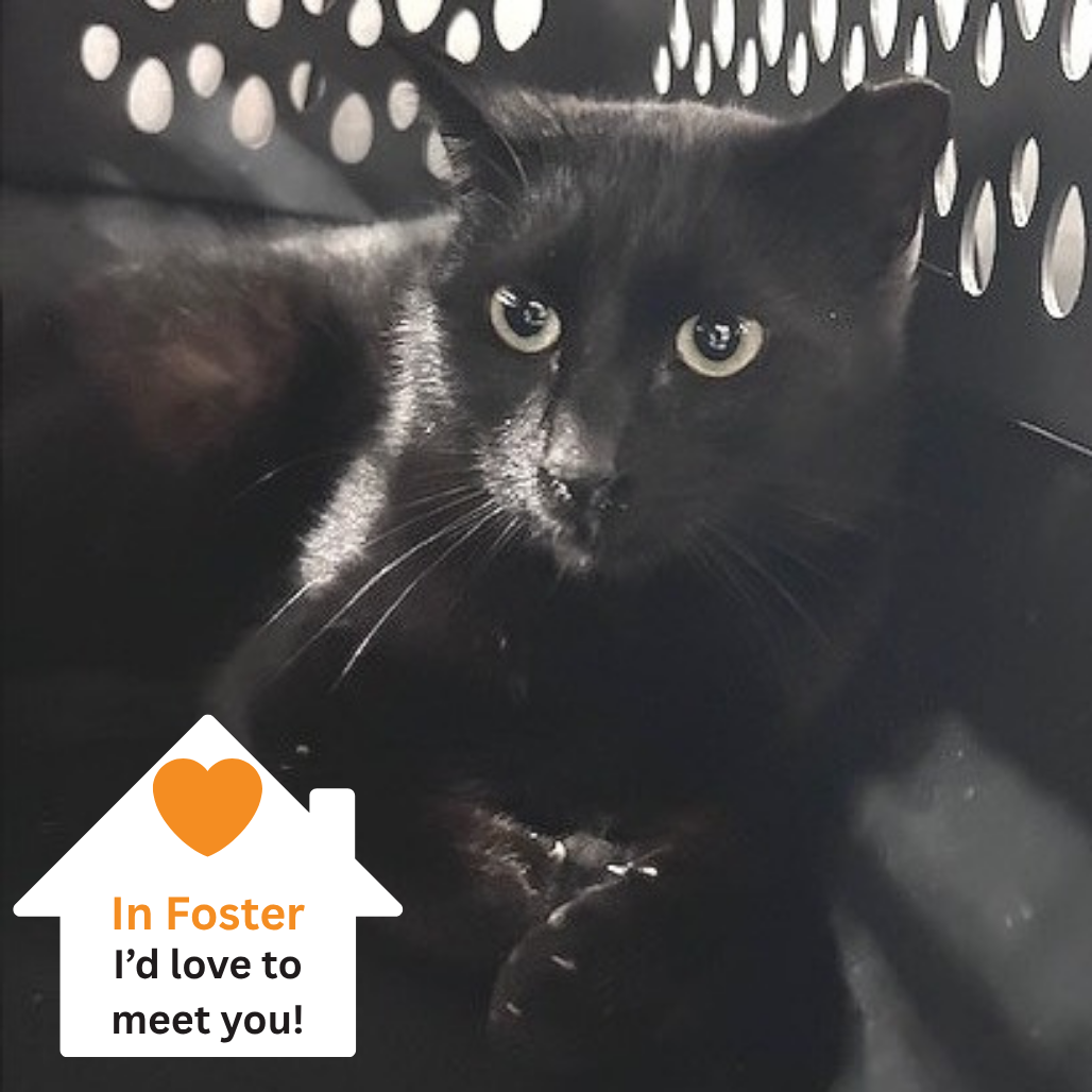 Hello my name is Slade