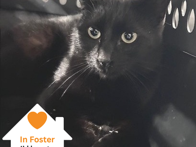 Hello my name is Slade