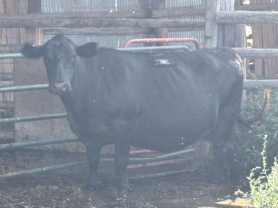 Bred Angus Cross Cow