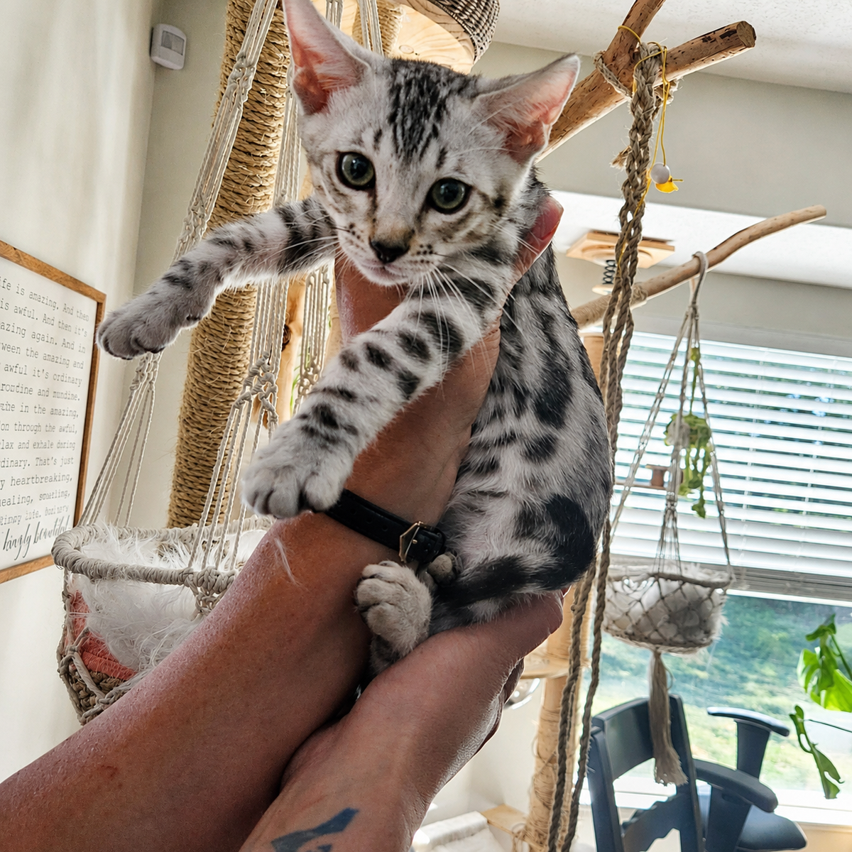 SILVER SNOW BENGAL KITTEN. Male. Loves water  TICA REGISTERED. Ready to go home!