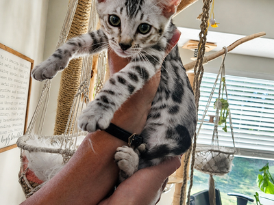 SILVER SNOW BENGAL KITTEN. Male. Loves water TICA REGISTERED. Ready to go home!