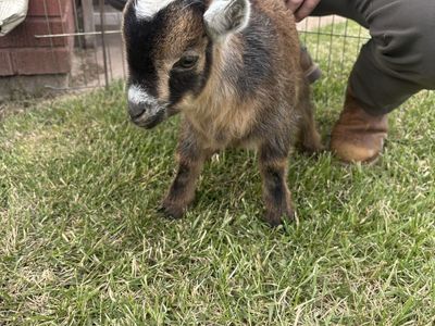 Baby goat