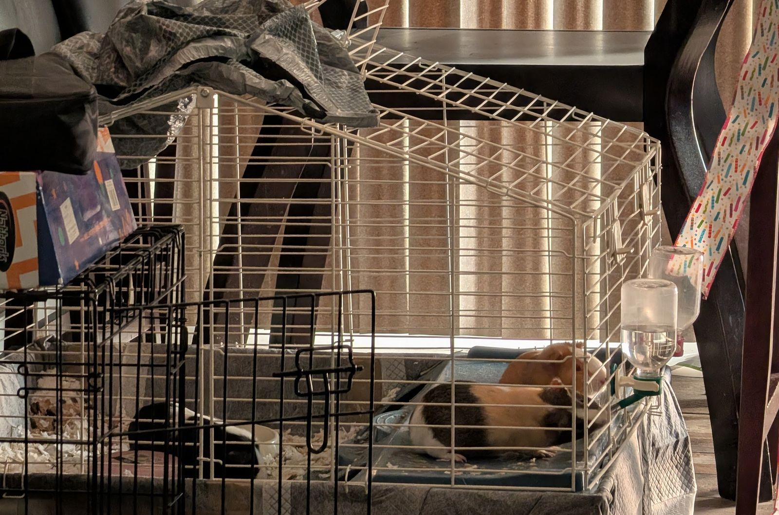 3 FREE Guinea Pigs