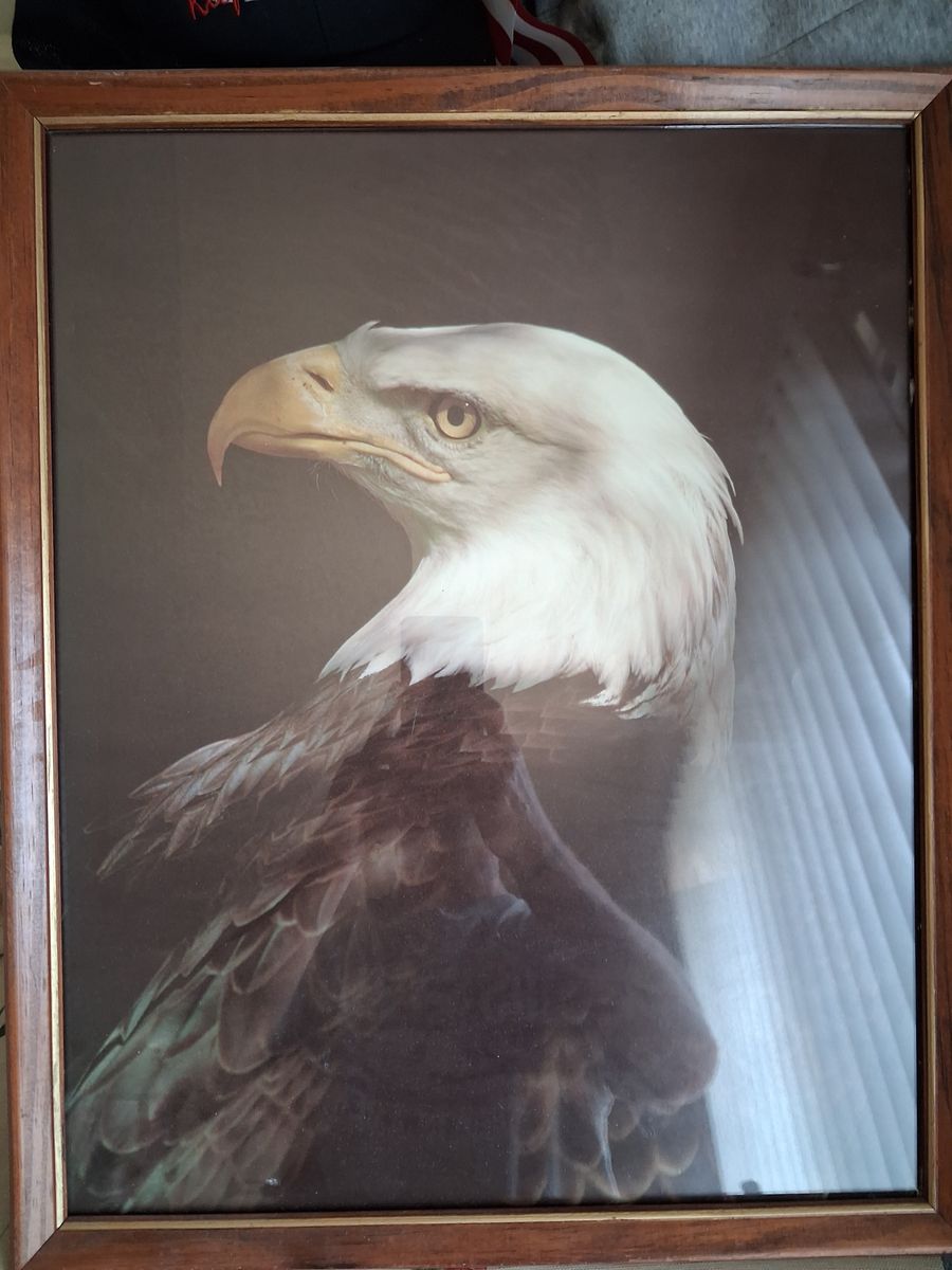 Classic American bald eagle picture