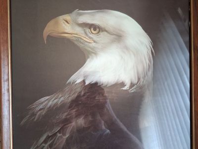 Classic American bald eagle picture