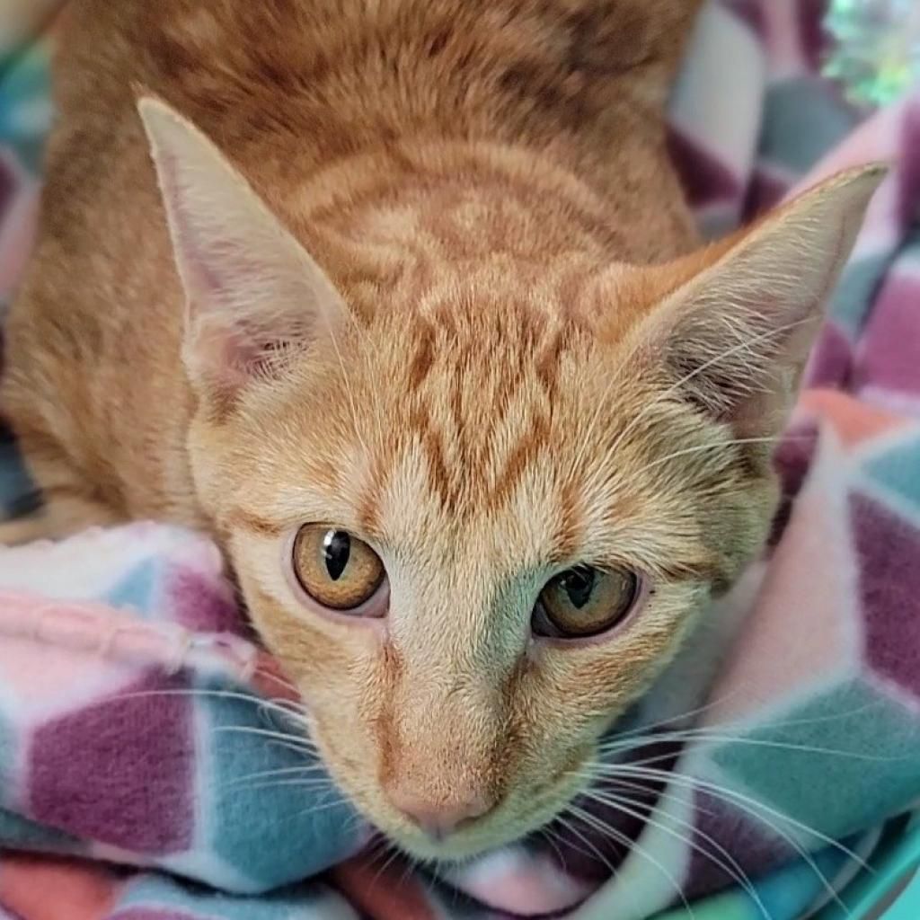 Hello my name is Oyster