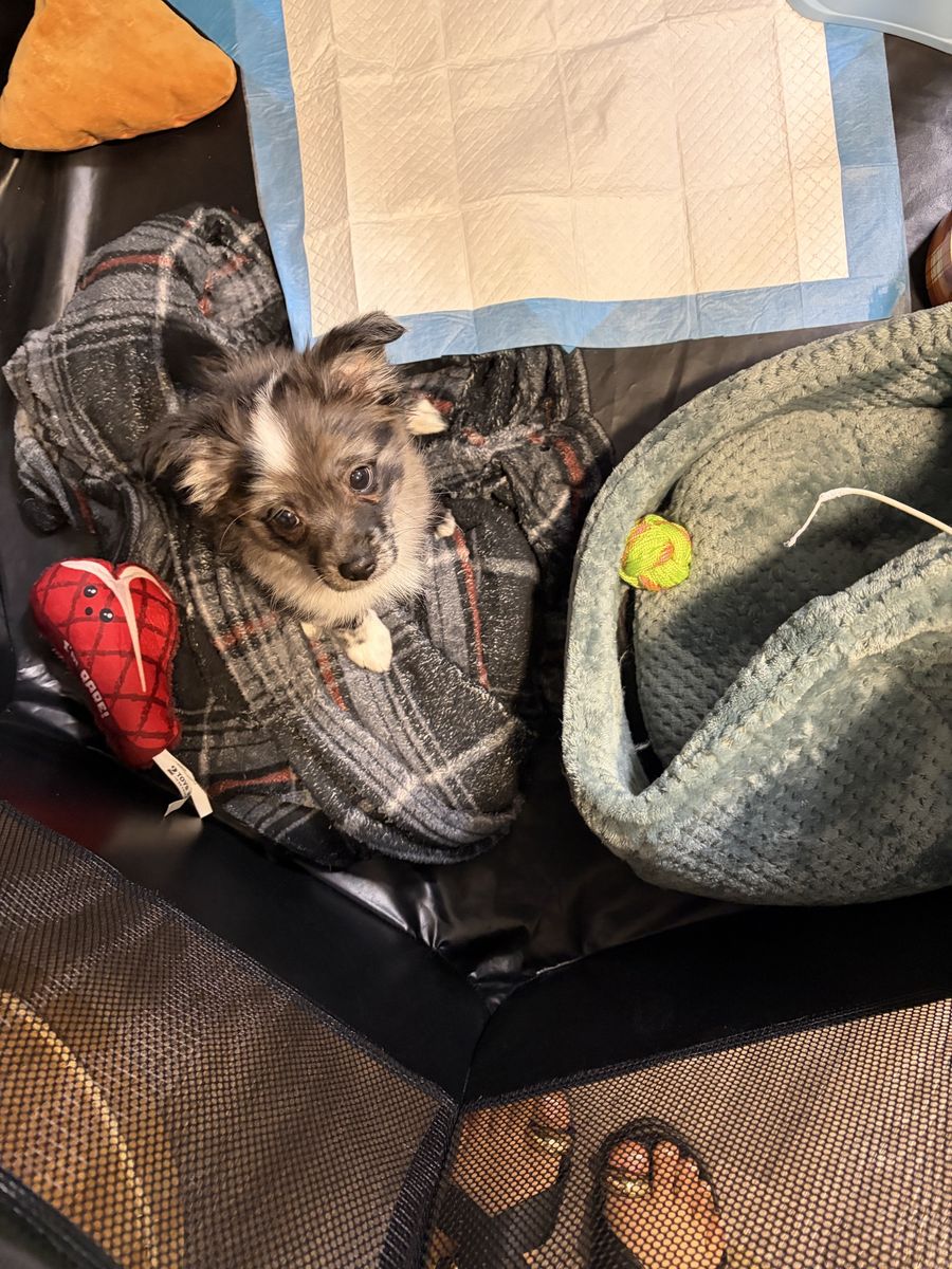 Chihuahua/Mini Pomeranian Mixed pup