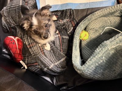 Chihuahua/Mini Pomeranian Mixed pup