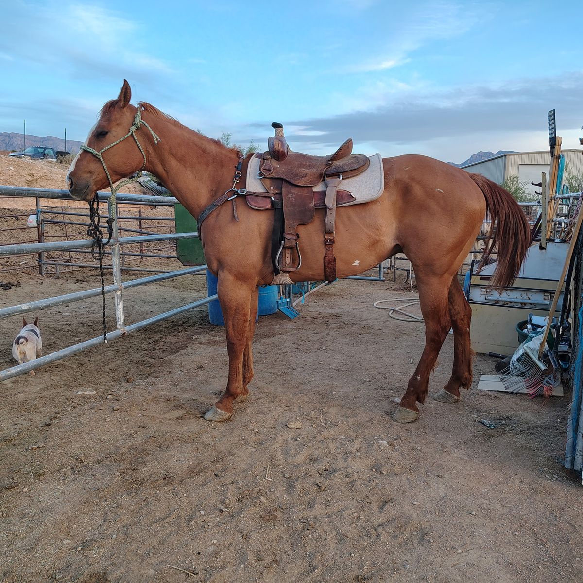 Big beautiful red dun gelding