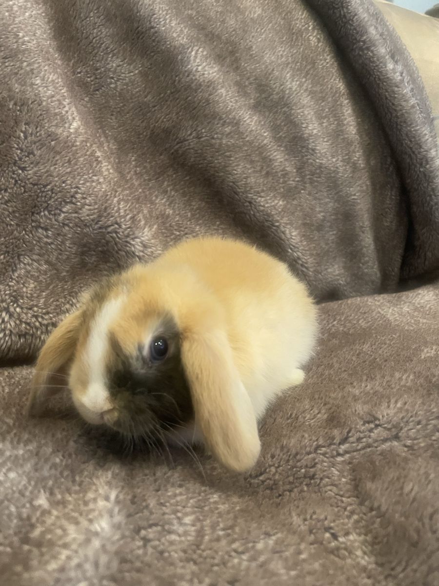 Adorable Mini Lop Doe Rabbit - Ready for a Loving Home!