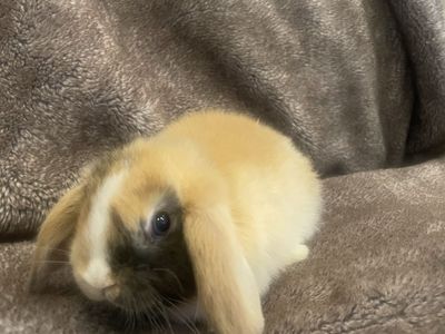 Adorable Mini Lop Doe Rabbit - Ready for a Loving Home!