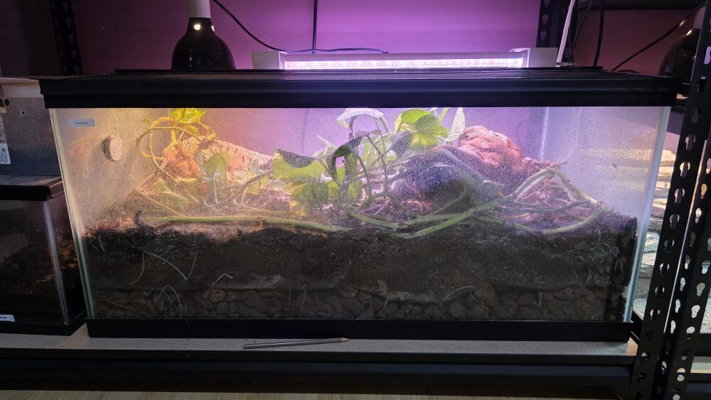 African Fire Skinks and Bioactive Enclosure