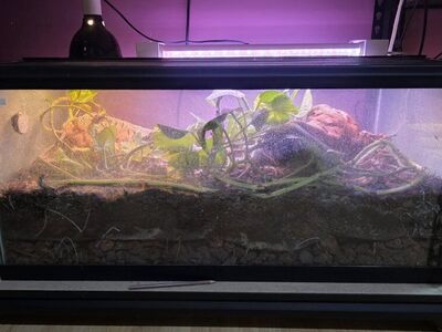 African Fire Skinks and Bioactive Enclosure