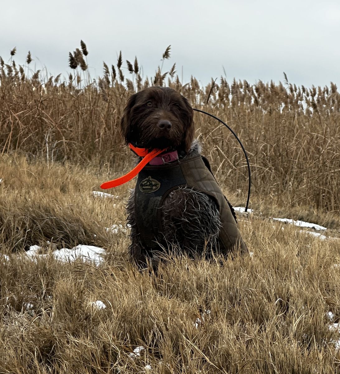 Wirehaired Pointing Griffon Female