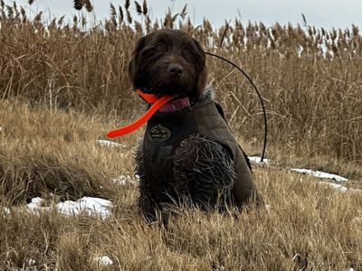 Wirehaired Pointing Griffon Female