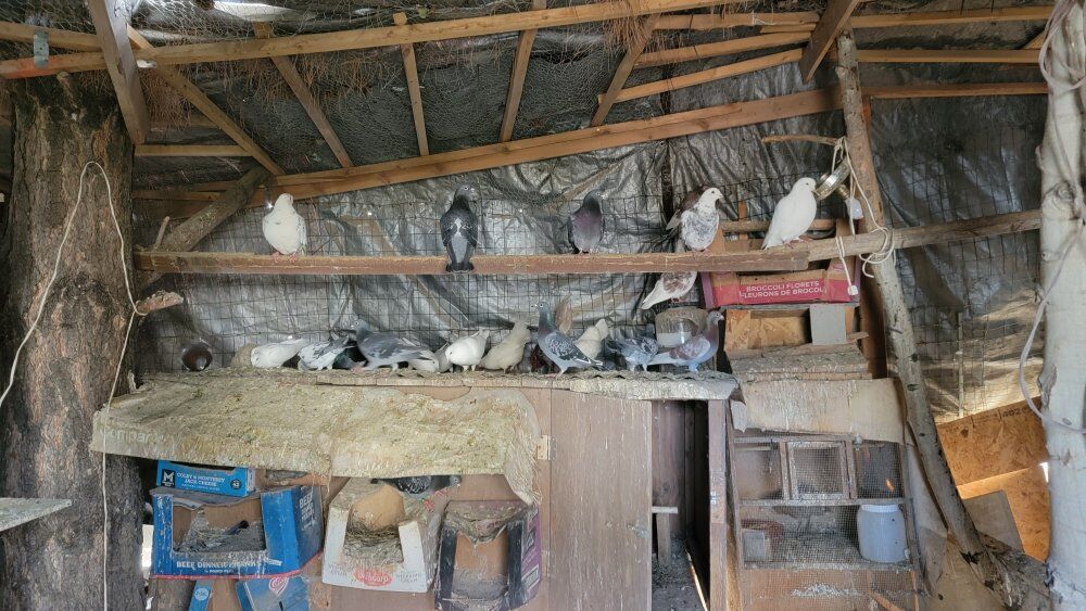 selling colored pigeons and chickens