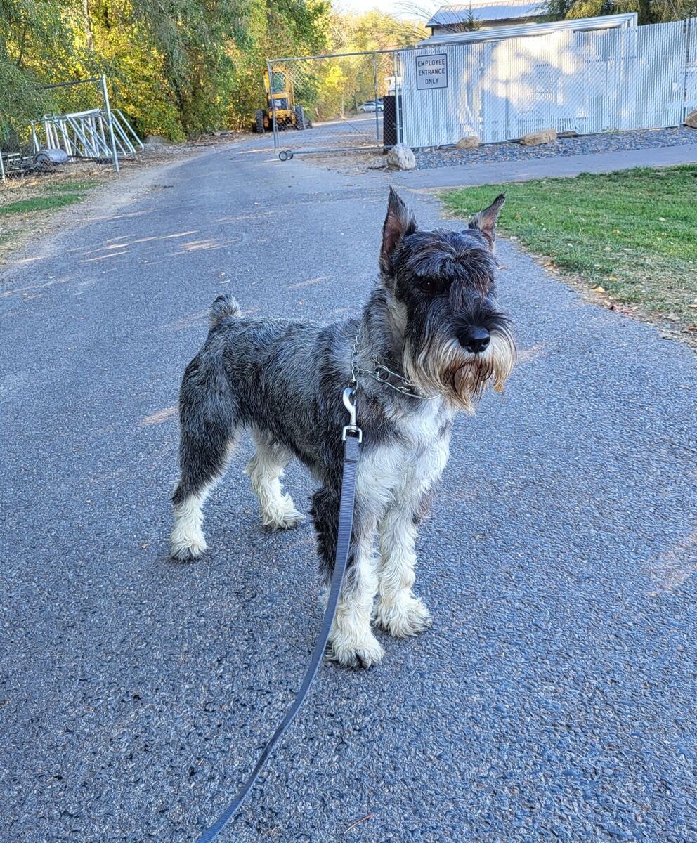 STANDARD Schnauzer Puppies!!