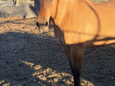 Rehome - Free!