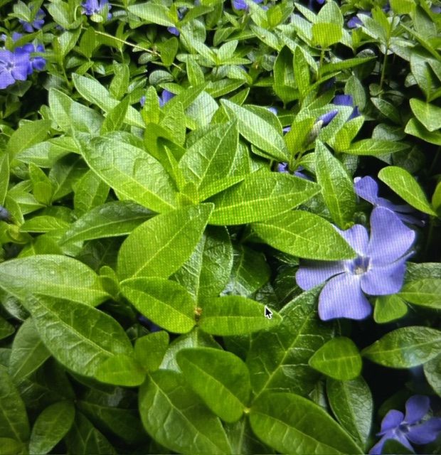 Periwinkle - Vinca Major ground cover
