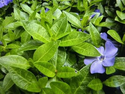 Periwinkle - Vinca Major ground cover
