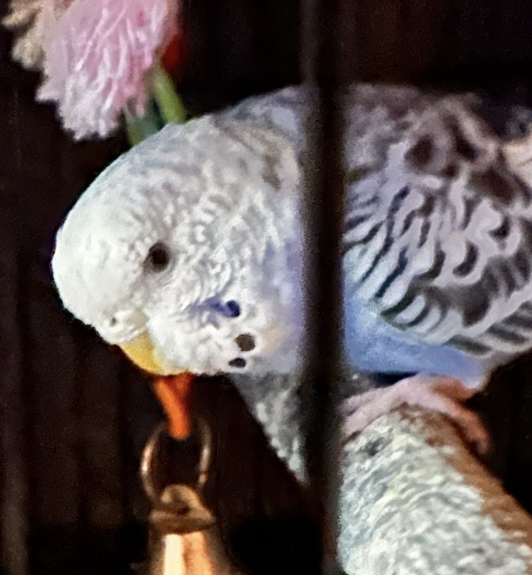 9 parakeets Available