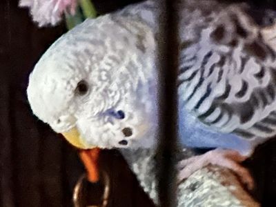 9 parakeets Available