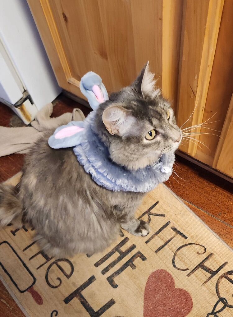 Kitty Up For Adoption