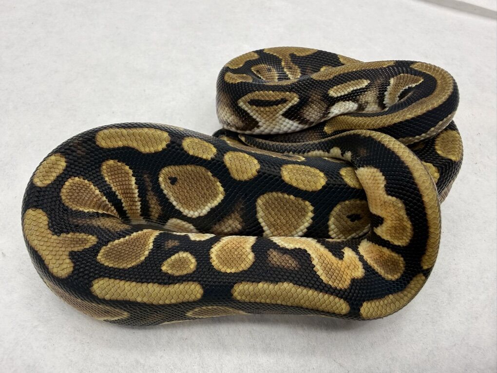 Leopard Red Stripe Het Pied