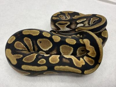 Leopard Red Stripe Het Pied