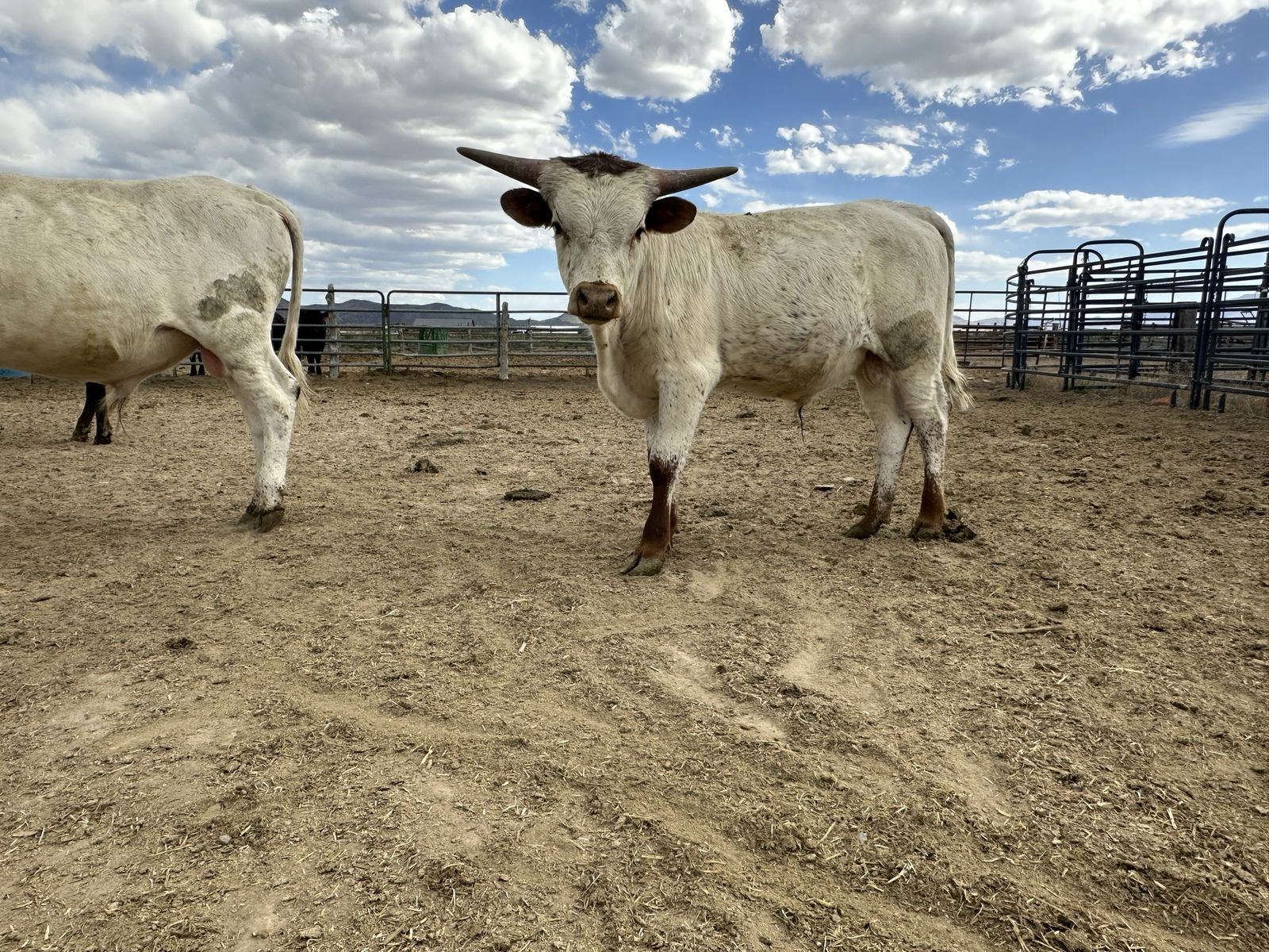 Longhorn Bull