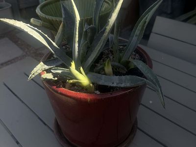 Large Agave Pup CACTUS in Decorative Planters – Multiple Available