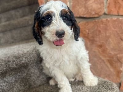 2 Beautiful Tri Color Bernedoodle Boys Ready Now.
