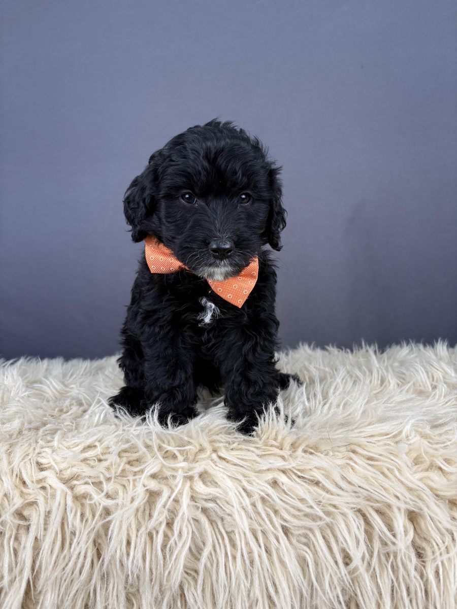 Hero - Black Goldendoodle Puppy - Hypoallergenic