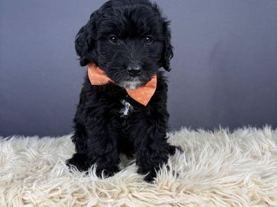 Hero - Black Goldendoodle Puppy - Hypoallergenic