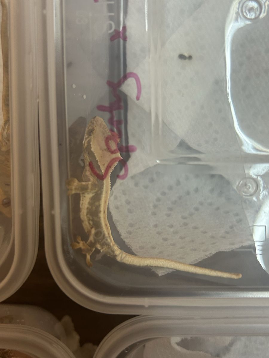 High-end crested gecko hatchlings get them tonight or they’re gone
