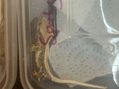 High-end crested gecko hatchlings get them tonight or they’re gone