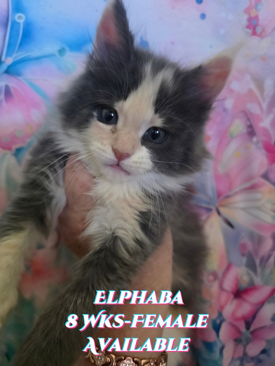 European Maine Coon Kitten