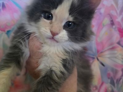 European Maine Coon Kitten