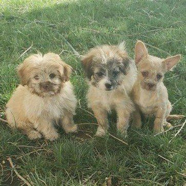 French bulldog and poodle mixed puppies, ready to go to their new homes.