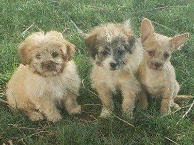 French bulldog and poodle mixed puppies, ready to go to their new homes.